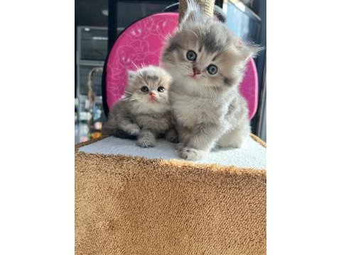 British blue golden longhair a kalite