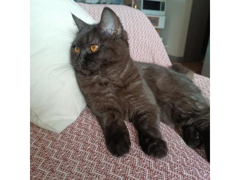 British shorthair kara kız