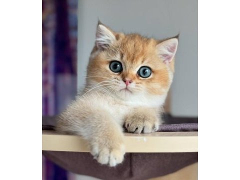 İnci tanemiz golden british shorthair