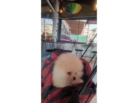 Dişi pomeranian boo beyaz renk