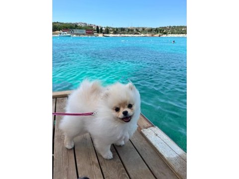 Tam bir bebek pomeranian