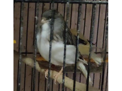 Gloster kanaryalar