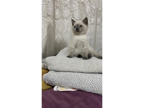 Scottısh straight bluepoint kitten