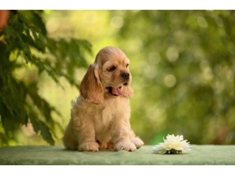 Amerikan cocker köpeklerimiz gelip görerek alabilirsiniz