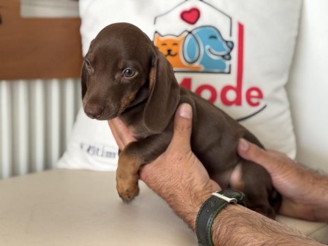 Ankaranın en seçkin dachshund yavrusu