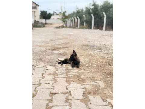 Kalitenin tek adresi a+ kalite malinois yavrular