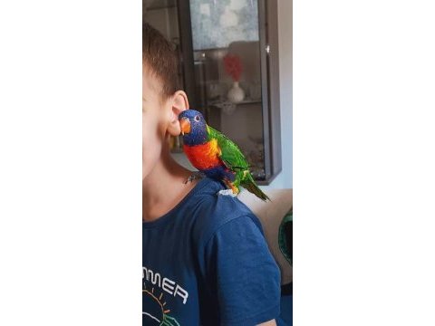 Ele kola alışkın full evcil lori papağanı