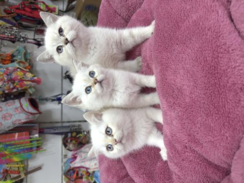 Minik beyaz güzeli british shorthair