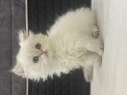 Dişi beyaz 2 aylık british longhair oyuncu prenses