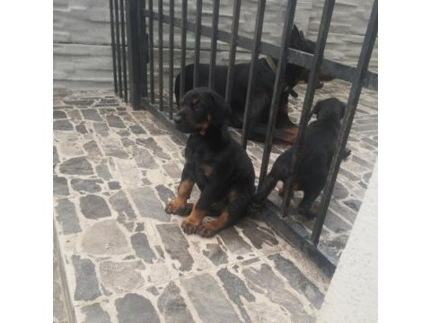 Orijinal estetikli ve estetiksiz doberman yavrular