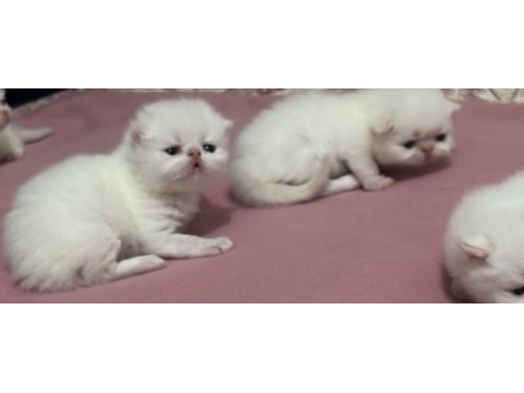 İran persian sıfır burun yavru kedilerim