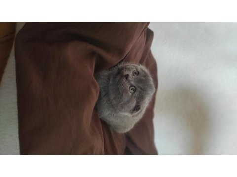 Scottish fold erkek yavru