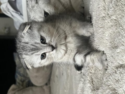 Yavru scottish fold
