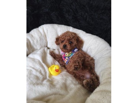Yakışıklı poodle prens