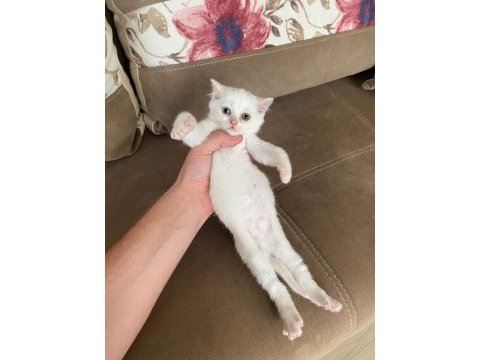 British shorthair ve british longhair