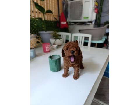 Tea cup boyutlarda poodle bebeklerimiz