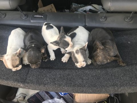 55 günlük french bulldog yavrularım balıkesir altınoluk