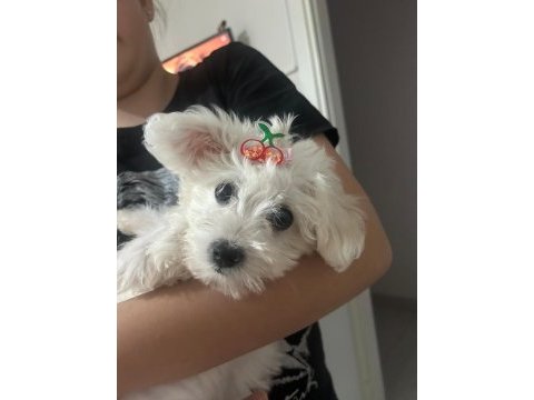 4 aylık aşıları tam yavru maltipoo