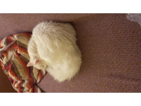 Dişi kısır 3.5 yaş ankara kedisi