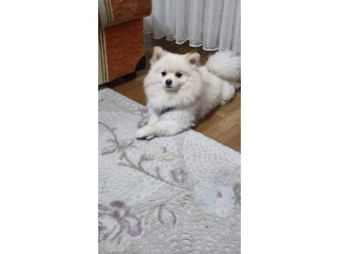 Eğitimli ve karakteri oturmuş 8 aylık pomeranian