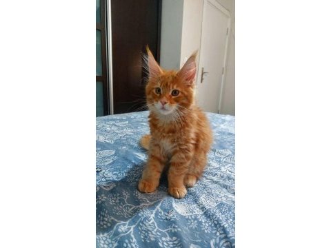Full şecereli maine coon ünvanlı ebeveynlerden