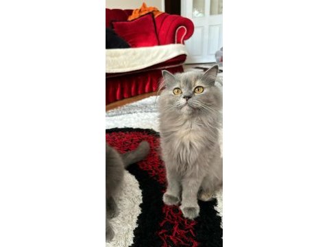 British longhair kedimize yuva arıyoruz