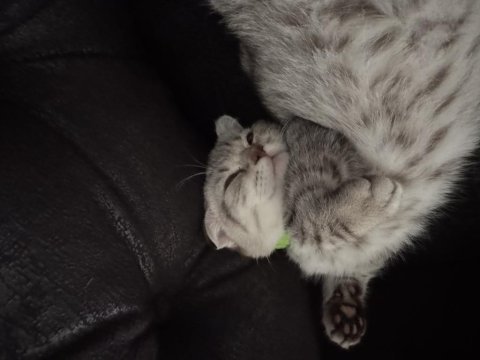 Scottish fold luna kız için yuva arıyoruz