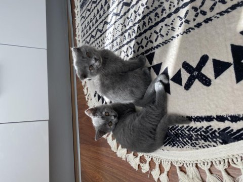 Scottish fold
