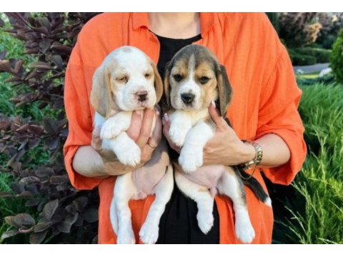 Beagle yavrularımız