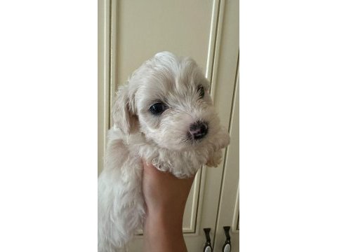 40 günlük sıfır numara terrier