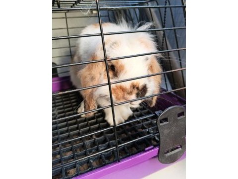 English lop tavşan