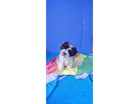 Şahane a kalite orjinal morkie yavrular