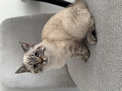 Ns24 silver tabby british shorthair