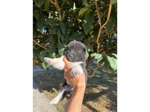 Amerikan akita yavru köpekler