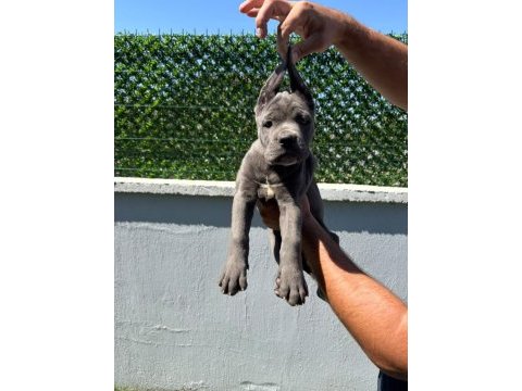 Cane corso bebeklerimiz üst kalite
