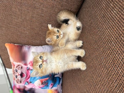 Efsane güzellikte british shorthair bebekler