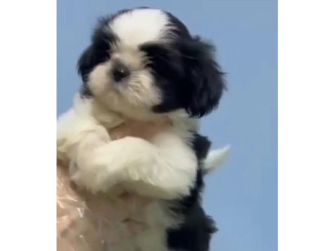 Shih tzu bella