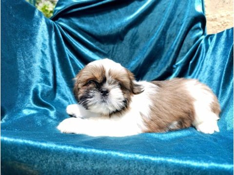 Irk garantili sevimli shih tzu yavrular