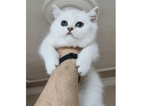 Scottish straight shorthair bs12 dişi