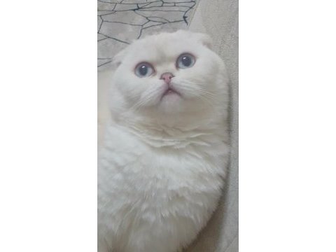 11 aylık scottish fold beyaz