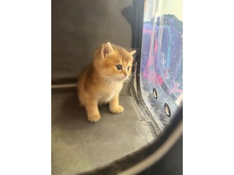 Herkesin bir kedisi olmalı