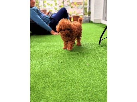Toy poodle erkek ve dişi