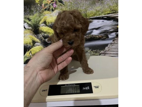 Çok tatlı, orijinal toy poodle yavrusu