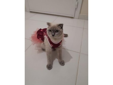 Bluepoint british longhair yavrular