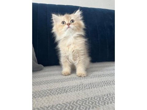 2 aylık pamuk şeker kedimiz