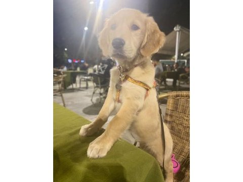 Golden retriever 5 aylık 10 numara dişi