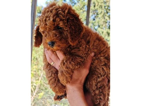 Toy poodle yavrular 3 erkek 1 dişi