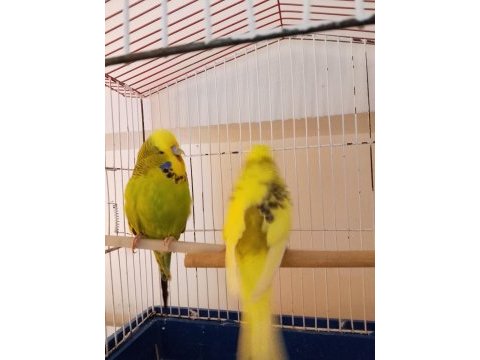 Show jumbo çift muhabbet kuşu
