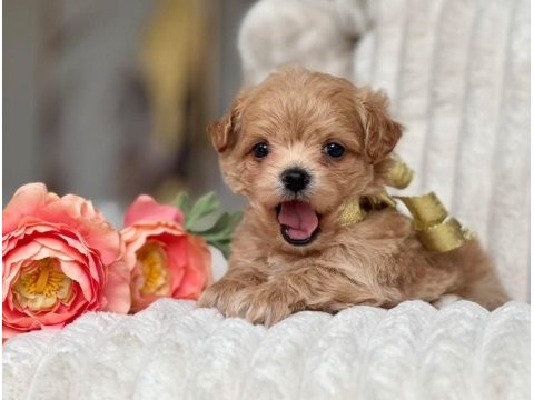 Maltipoo bebek surat yavrular 