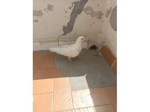 Taklacı değerli süt beyaz sağlıklı güvercin